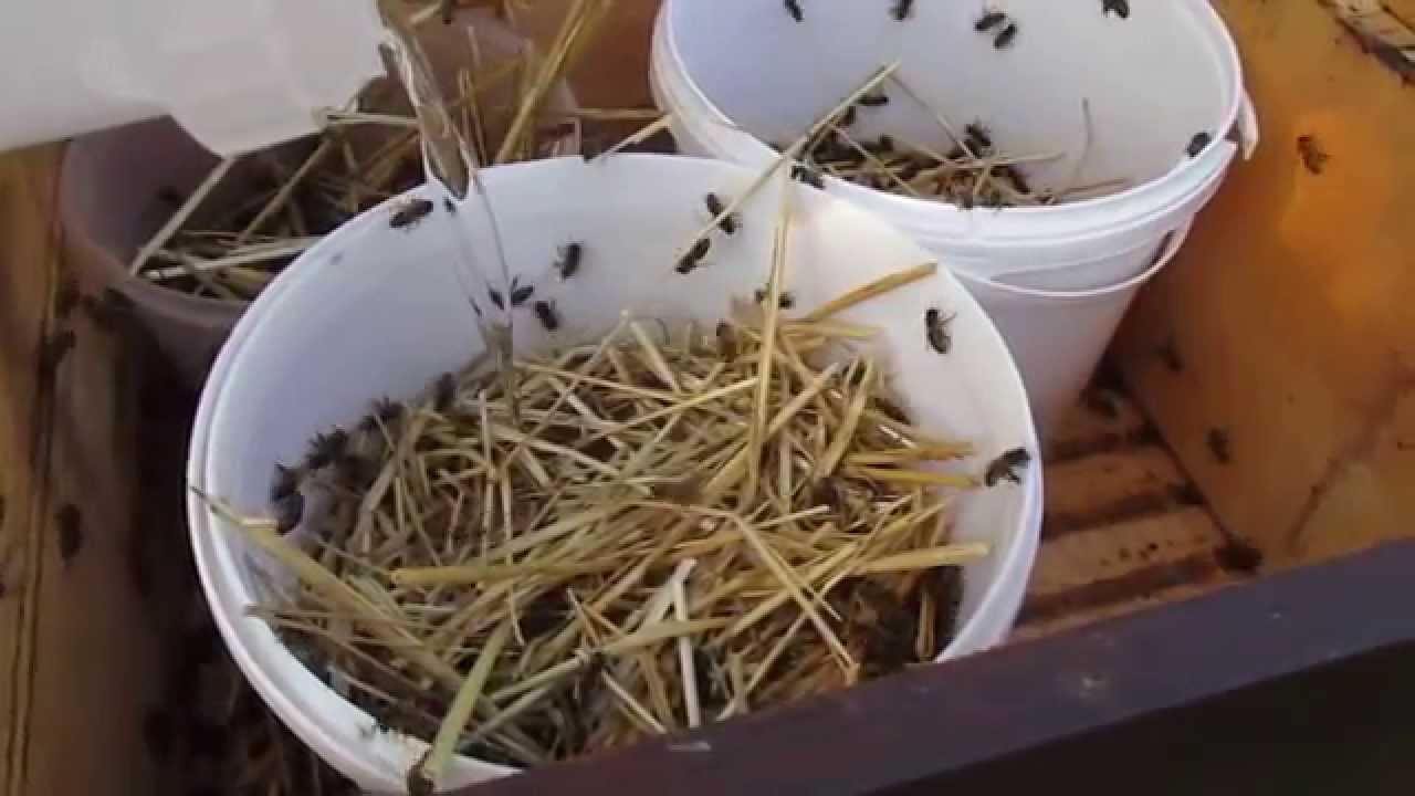 Einf&uuml;ttern der Bienen