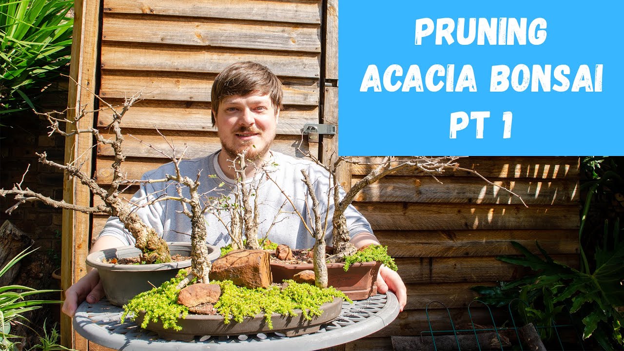 Pruning Acacia Bonsai Trees Pt 1 - Monkey Thorns