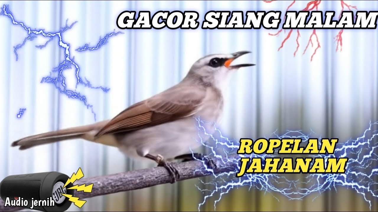 ROPELAN TRUCUK GACOR...FULL 24 JAM TANPA HENTI