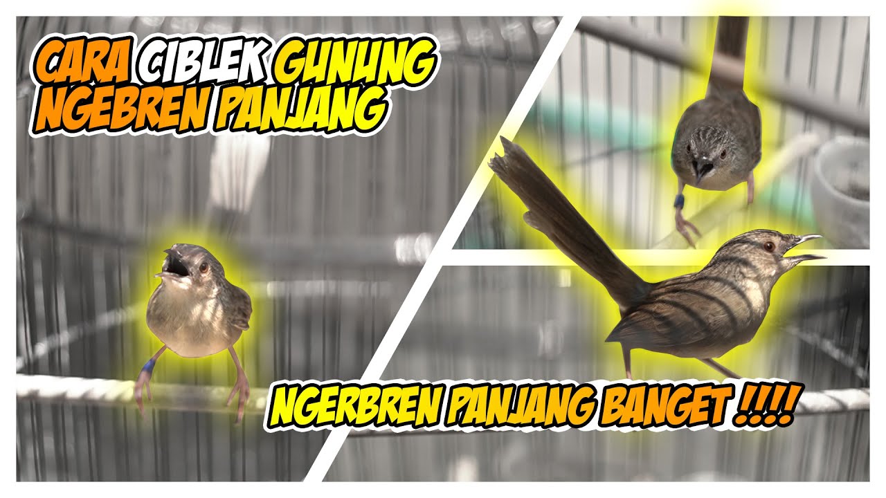 cara cigun ngebren panjang