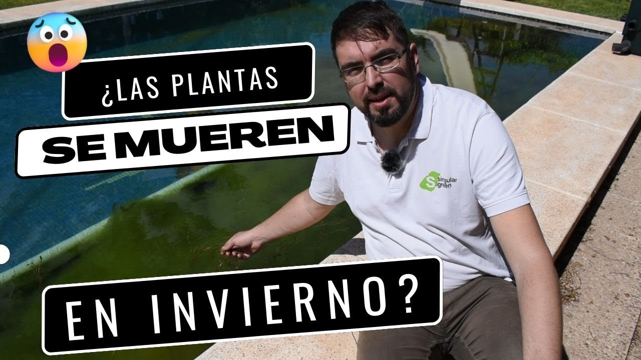 ¿SE MUEREN? las plantas de las biopiscinas