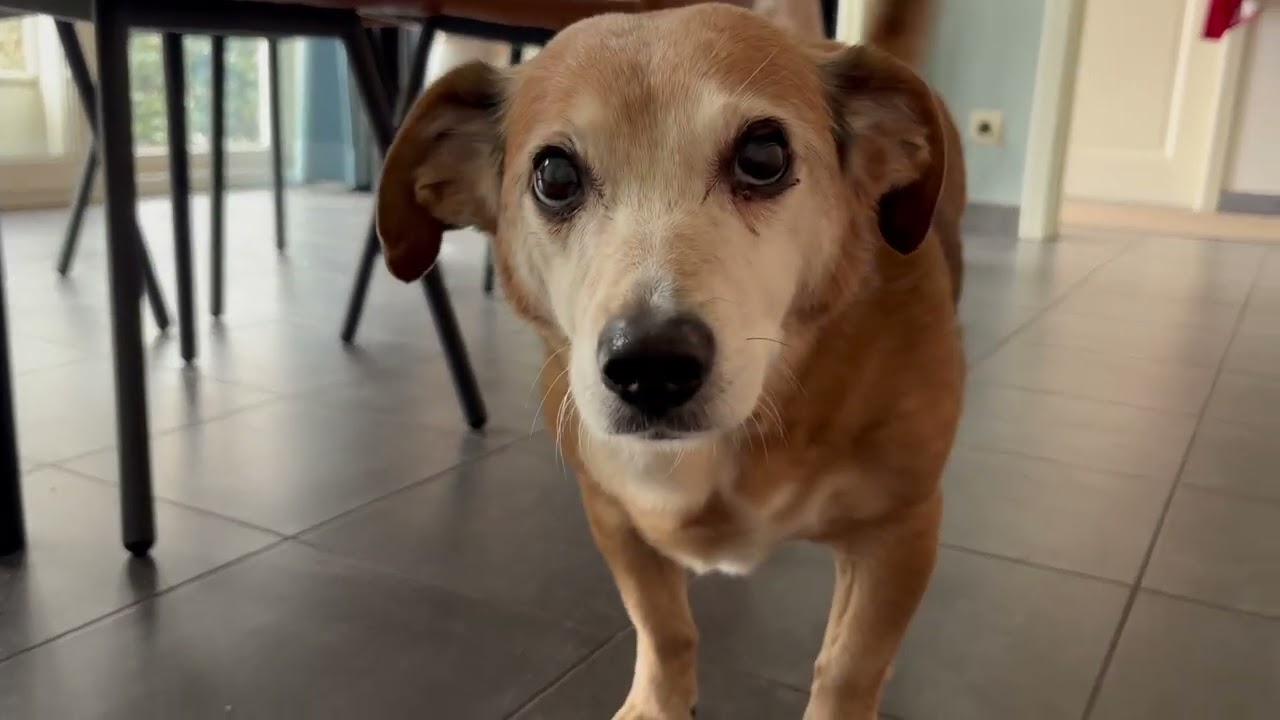 Toetsie heeft hondendementie, één van de symptomen is het lopen in cirkels.