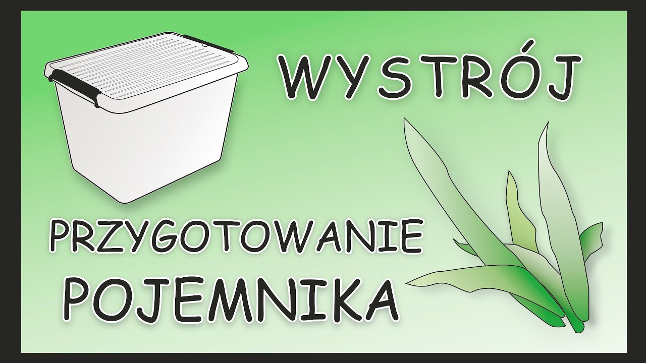 #7 Gekon orzęsiony - jak przygotować pojemnik - WYSTRÓJ, przydatne wskazówki