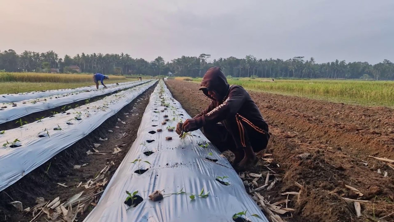SMART FARMER PLANTS CHILI SEEDLINGS BY HAND | BRILLIANT SKILL - Agricultural Farming