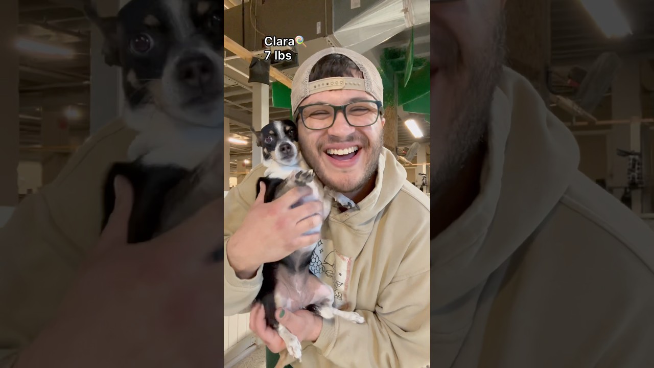 Picking up smallest to biggest dogs at dog daycare, pt.5! #dogs #dogdaycare