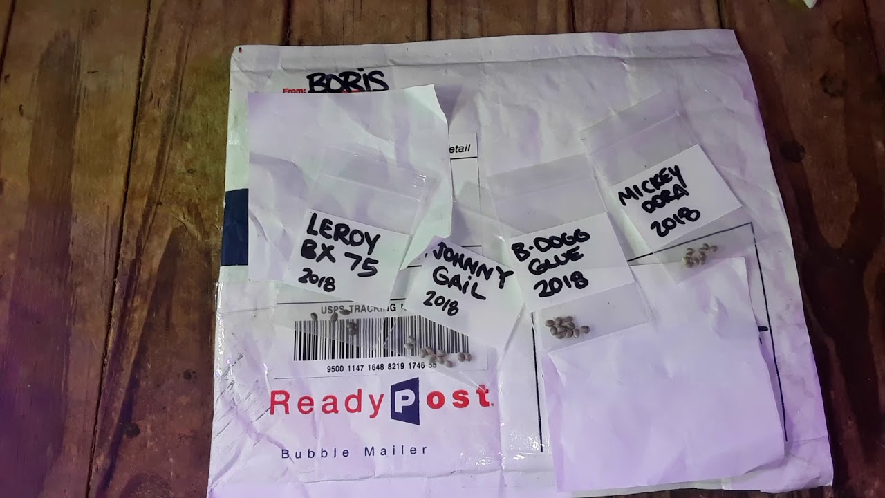 #MailCall 📣 x2 from BigKush & Pakalolo purps😎🤙