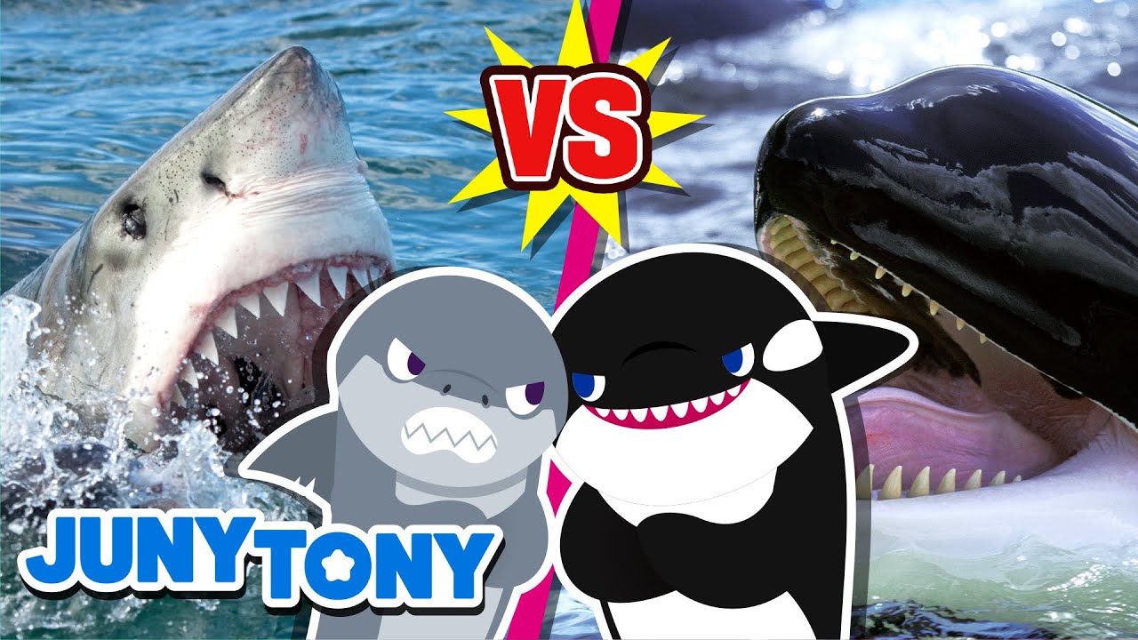 Revanche! Tubarão Branco vs Orca | Que Ganhe O Melhor! | Música Infantil | JunyTony em Português