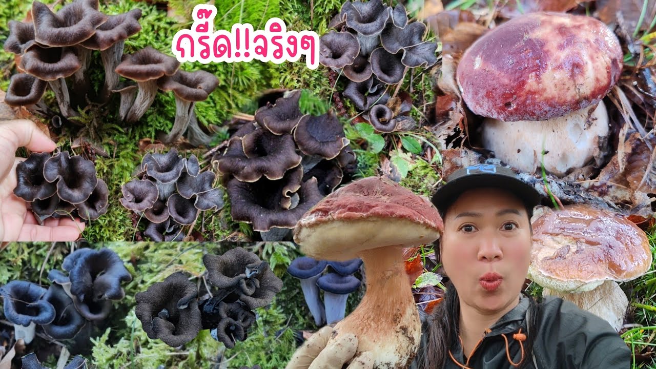 กรี๊ด​ป่าแตก!!เห็ด​ผึ้ง​เบิ้มๆ ดงเห็​ด​แตร​ดำเยอะเว่อร์จน​เก็บไม่ไหว​.Ep172|2024