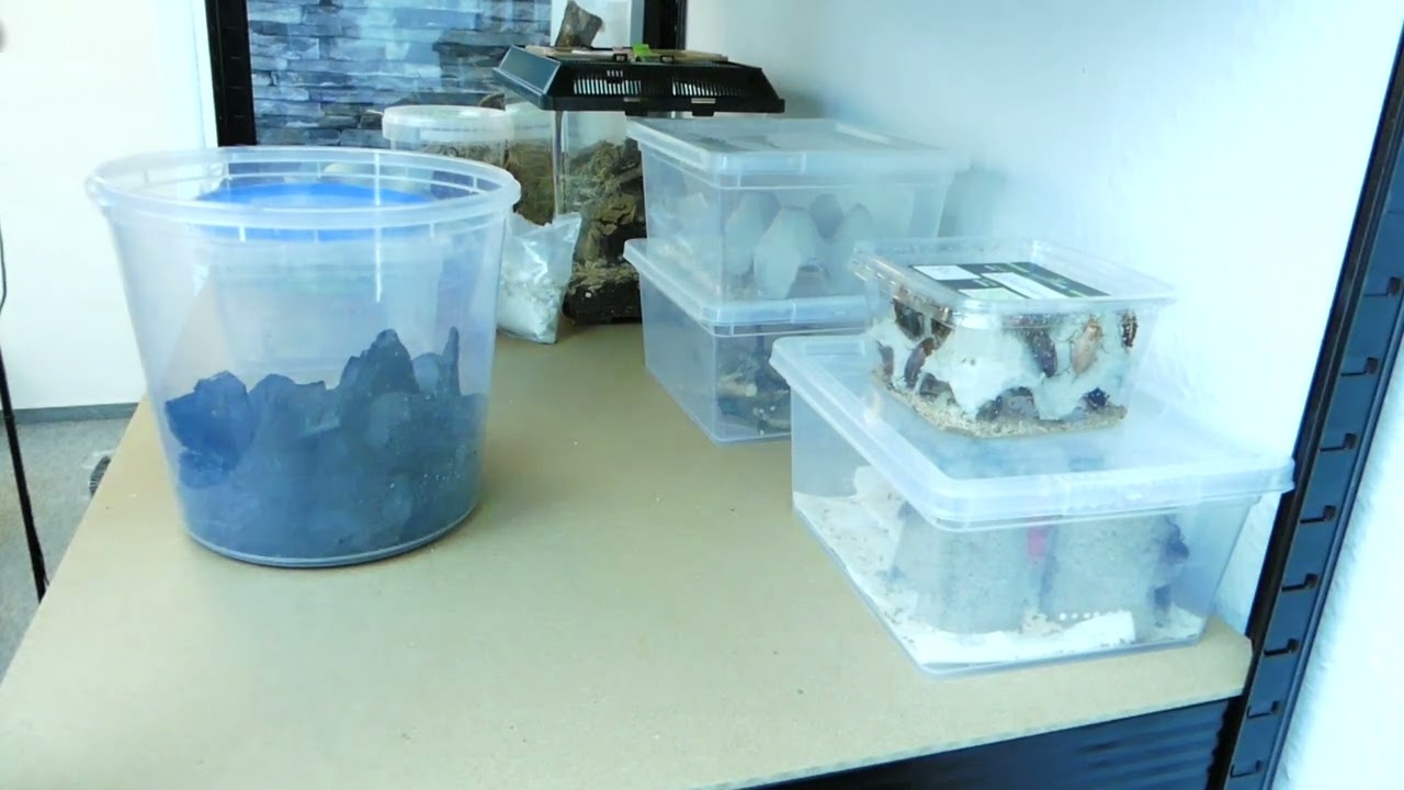 Es zieht Leben ein! (Ofenfischchen, Isopods, Springtails & Red Runners)