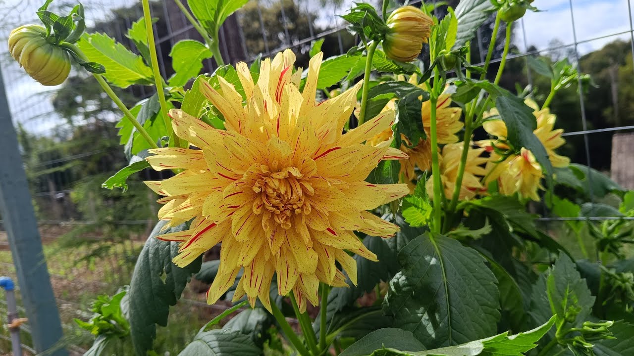 As dalhas estão vindo com vigor,e lindas flores!