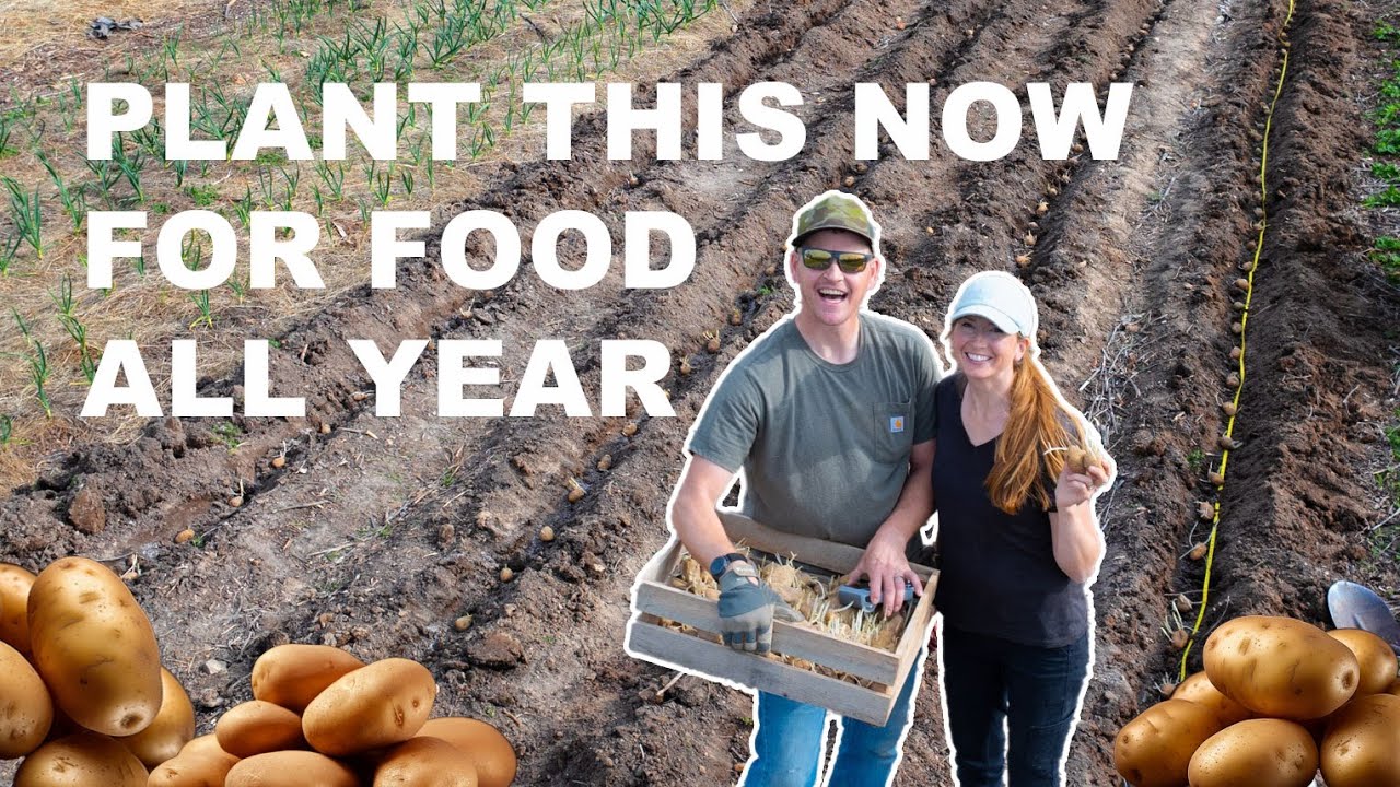 Growing 170,000 Calories of Potatoes | Plus Planting Grapes, Onions, and Strawberries