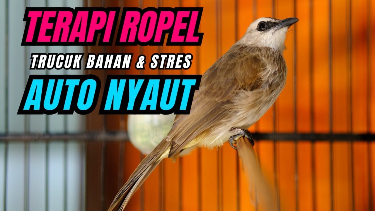 Trucukan Gacor ROPEL PANJANG Ampuh Untuk Pancingan Trucuk Agar Cepat Menaikkan EMOSI