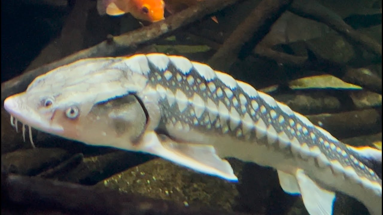 Highlights of Aquarium De Paris, France  - PASES Aqua