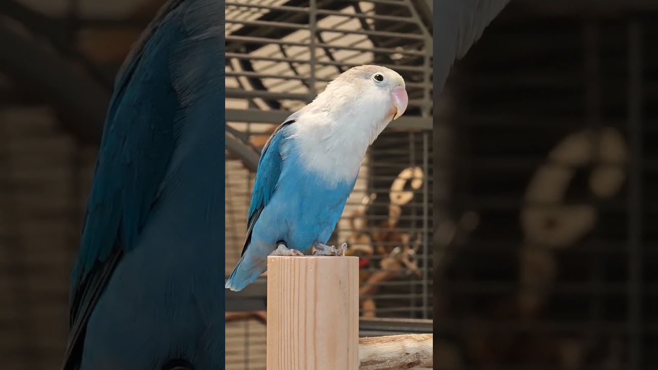 Jimmy the Agapornis Fischeri 🦜#agapornis #lovebirds #cutebird #birdshort