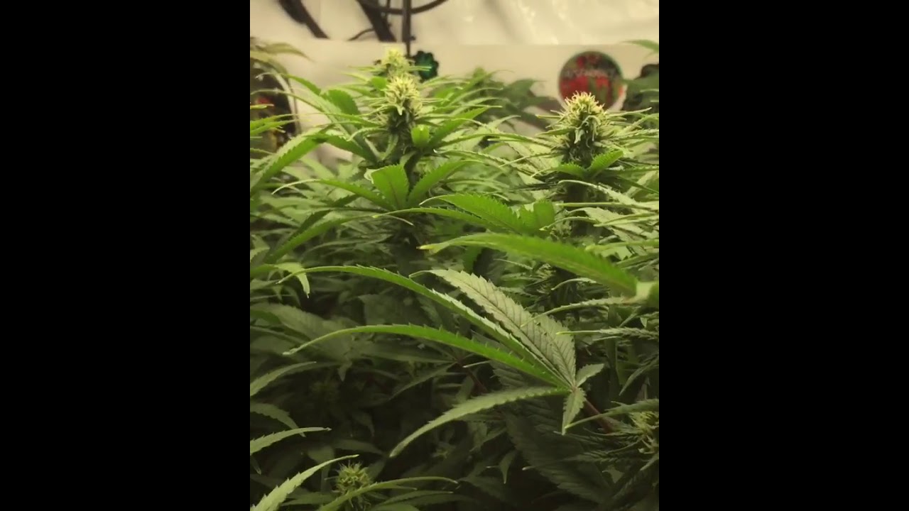 madd rabbit  Update Charlottes Angel CBD Day 2 #tnb #tnbnaturals
