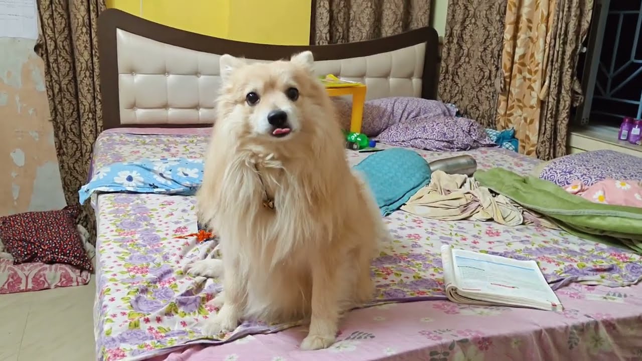 শুধুমাত্র ভাউ না করায় এত বড় শাস্তি🥺🙄#viral #viralvideo #funny #video #dog #dogvideos 