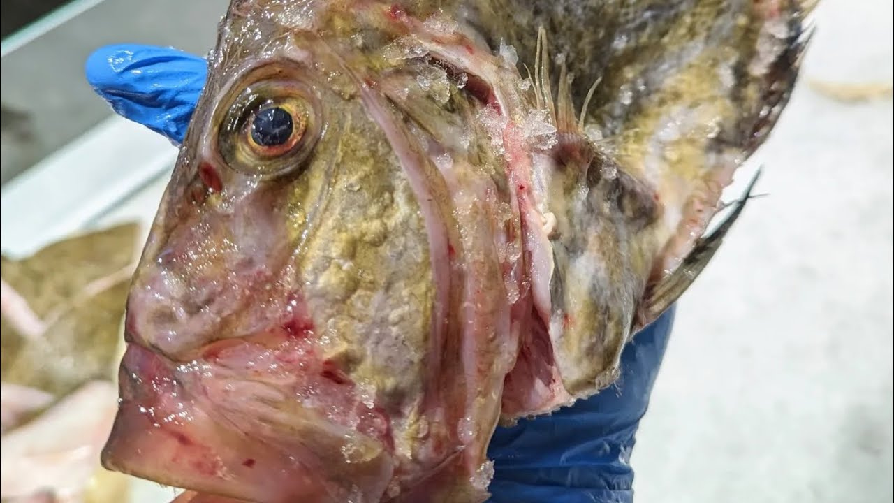 Filleting a John Dory Zeus Faber🇬🇧🐟St Pedro, St Pierre, Jaune D&rsquo;or, spiny devil, St Peters fish.
