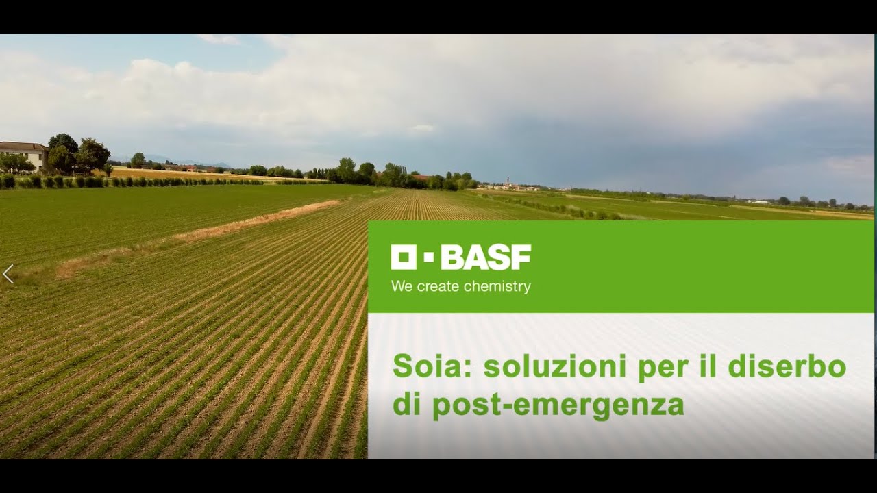 Soia: le soluzioni per il diserbo di post-emergenza
