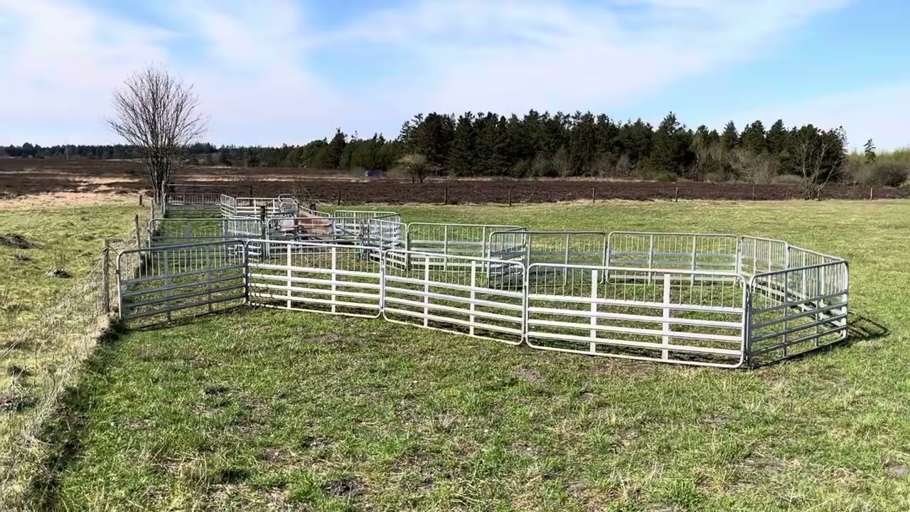 Præstbjerg Naturcenter d. 16/4 2025. ( Lystbækgård havde ulvebesøg i folden )