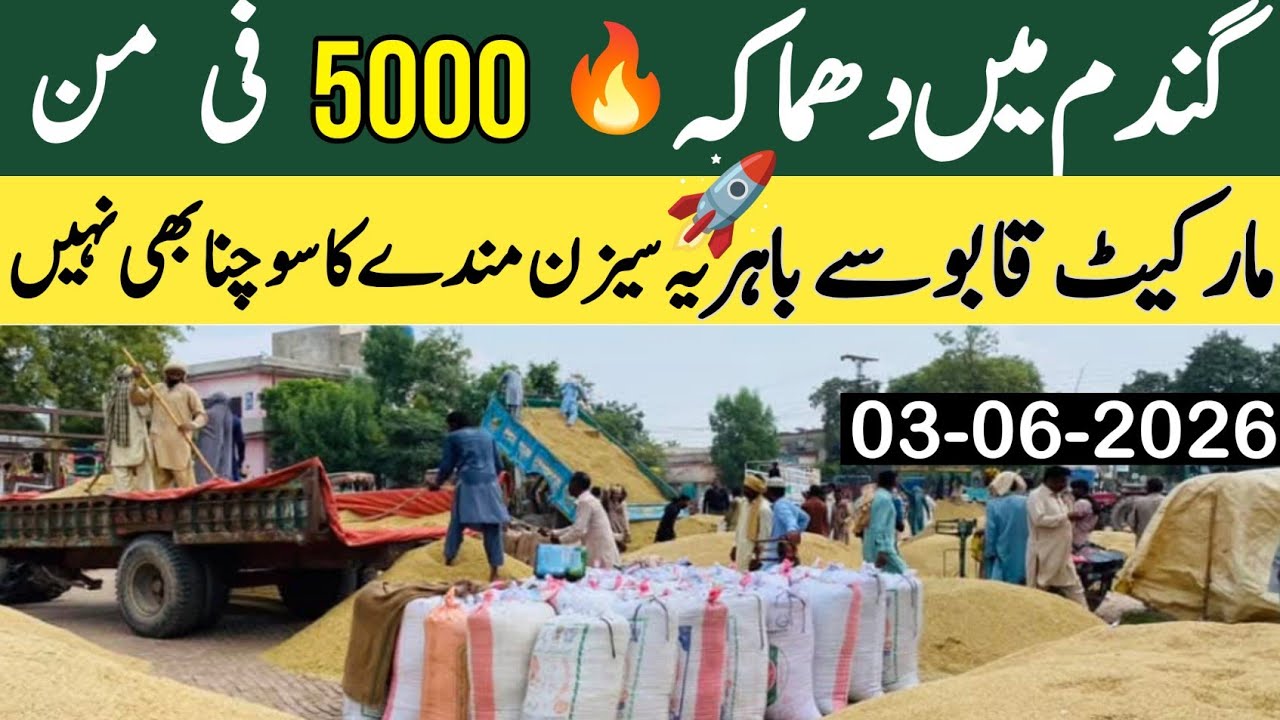 Today Wheat Price in Punjab 😲 | گندم کے ریٹ میں بڑی خبر | Mandi Rate 2026