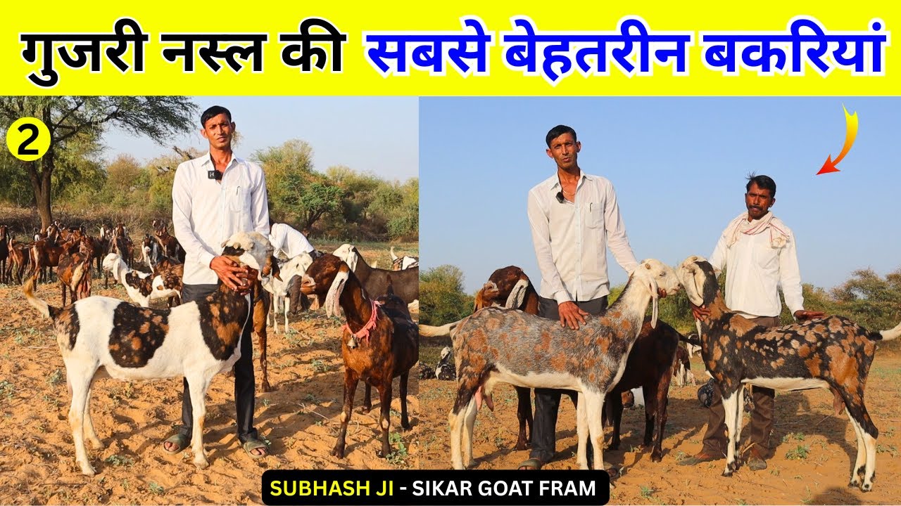 ये हैं गुजरी नस्ल की सबसे बेहतरीन बकरियां - TOP GUJRI GOAT FARMING IN RAJASTHAN