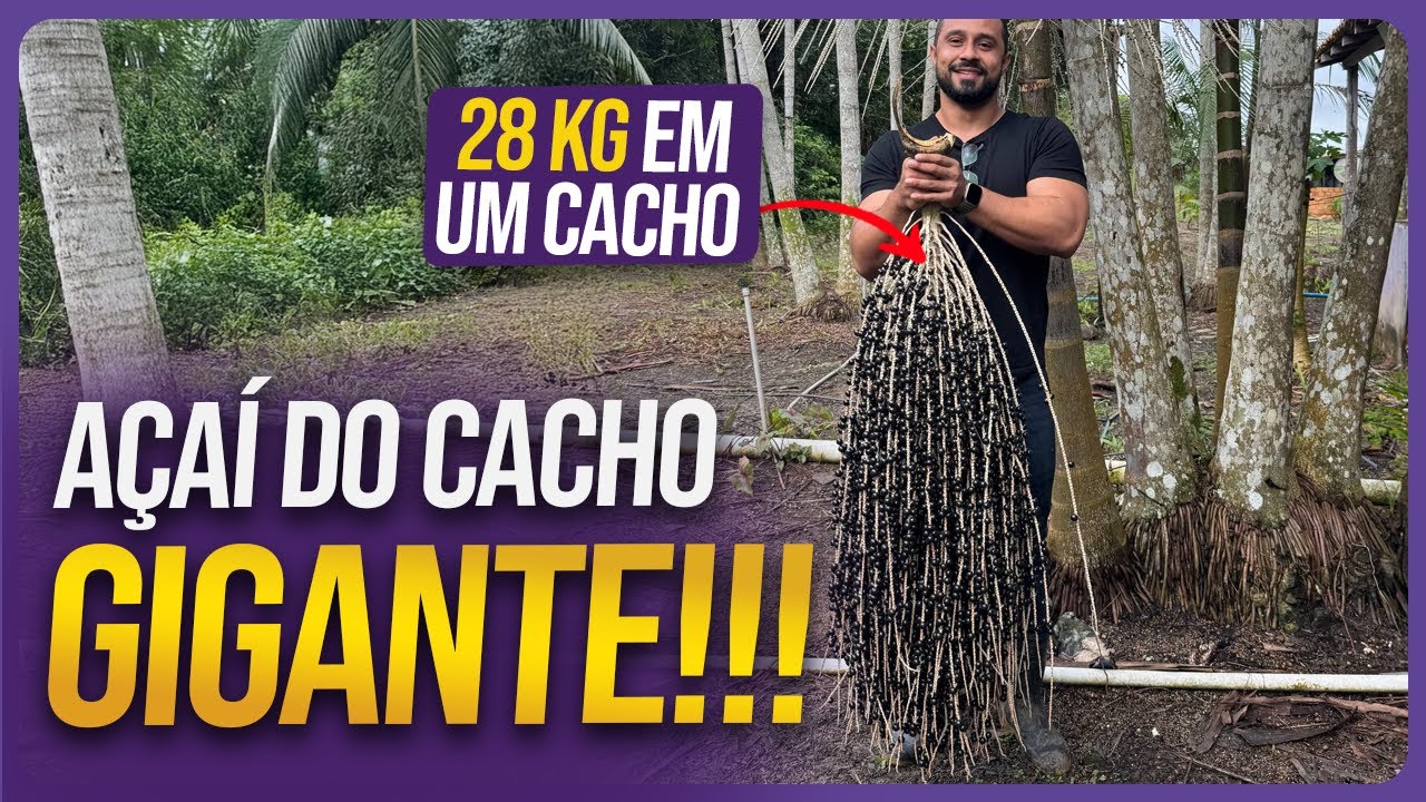 AÇAÍ DO CACHO GIGANTE DO ACARÁ | Nova Espécie de Açaí descoberta!