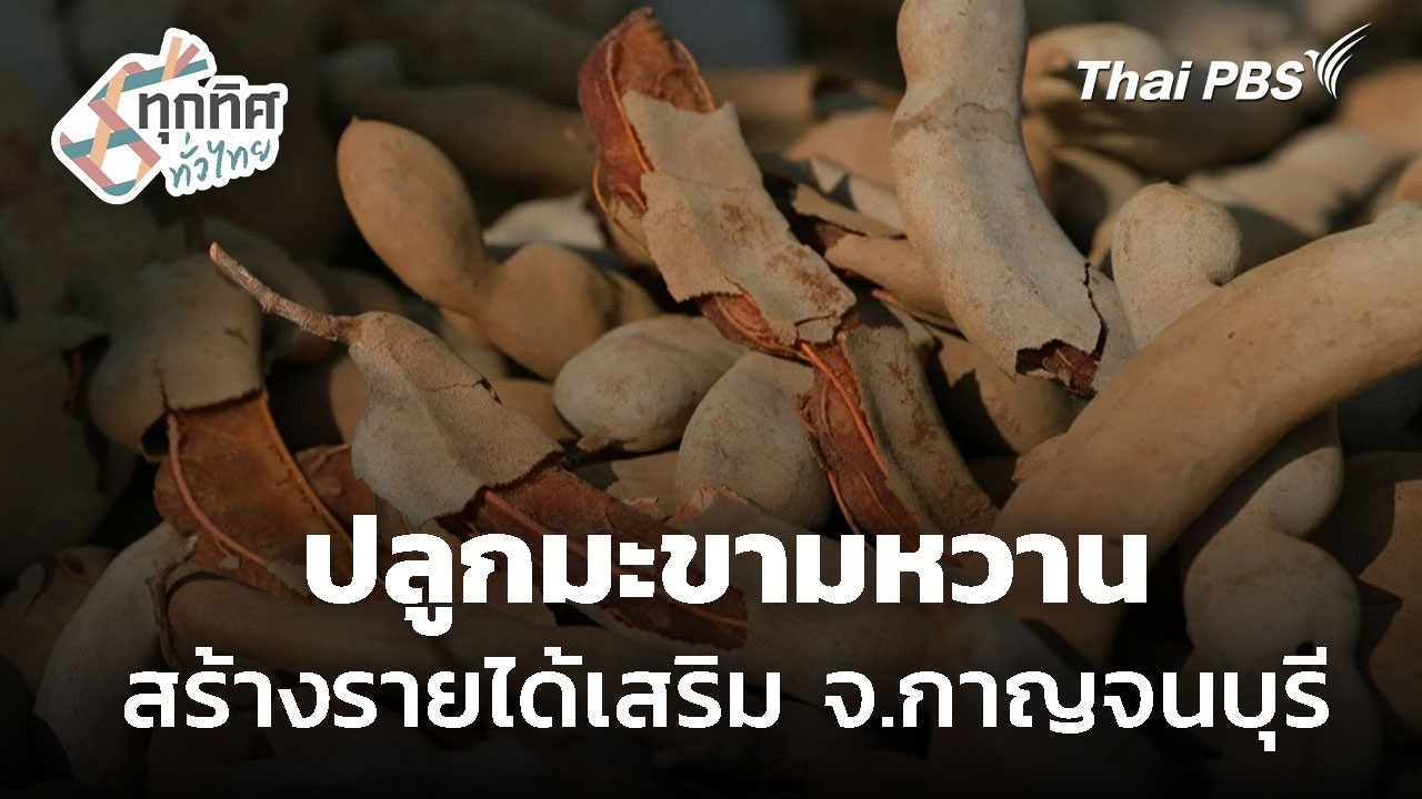 ปลูกมะขามหวาน สร้างรายได้เสริม จ.กาญจนบุรี | ทุกทิศทั่วไทย | 25 ก.พ. 69