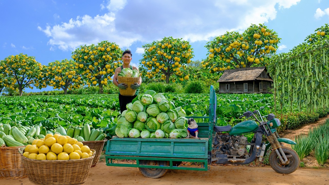 CEO leaves city life to start a farm growing Napa cabbage, star apple, and green beans for market