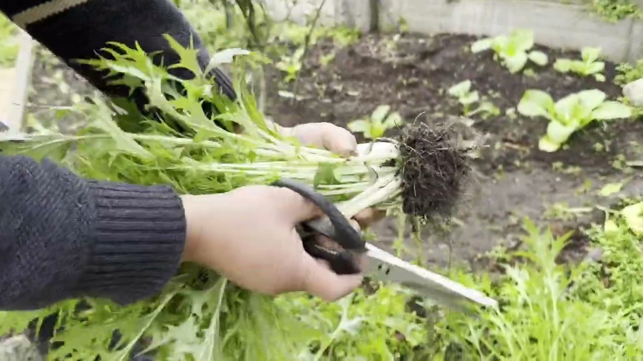 如何种植雪里蕻  how to grow mizuna from seeds