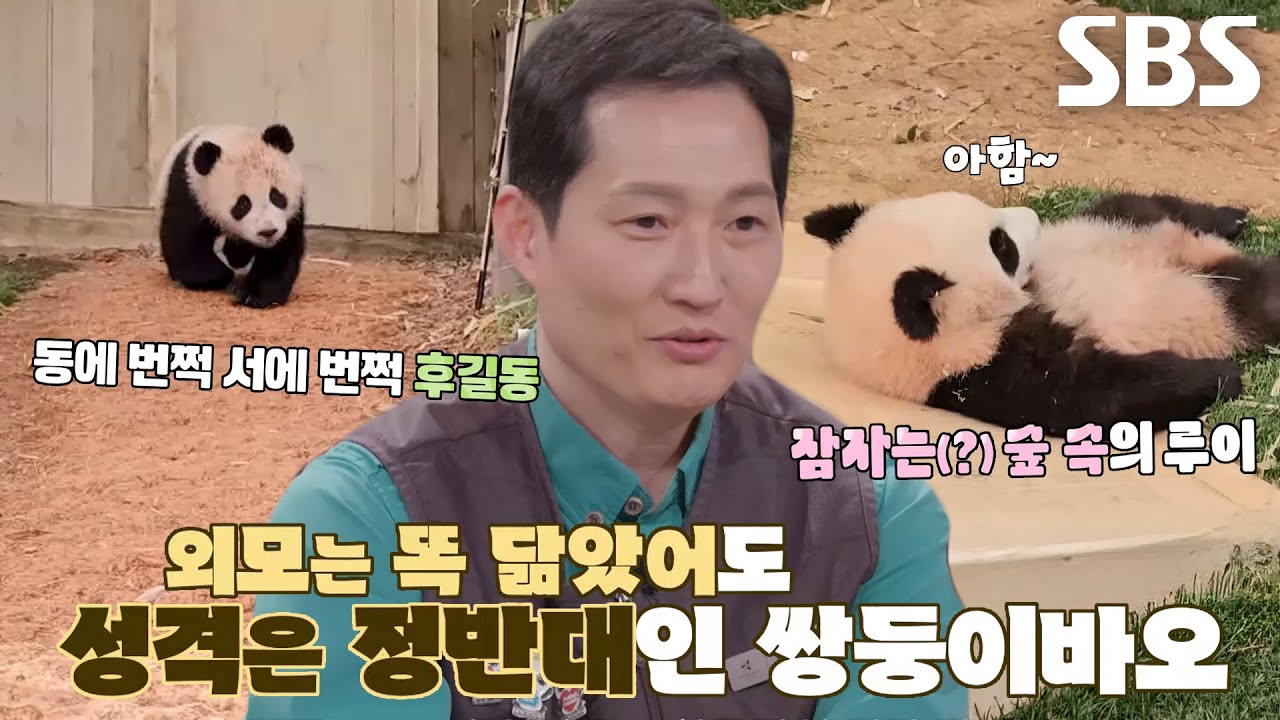 루이바오&times;후이바오, 외모는 똑 닮았어도 성격은 천차만별! (ft. 쌍둥이바오 구별법)
