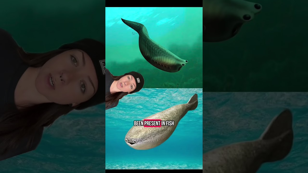 the evolution of jaws