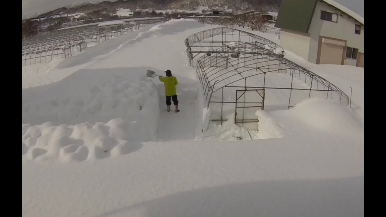 20260201 雪投げ
