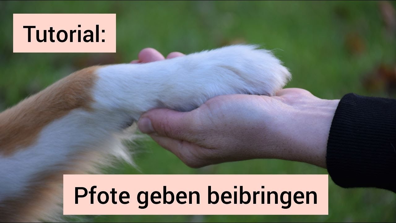 Hundetrick: Hund lernt Pfote geben | Hund Pfote geben beibringen