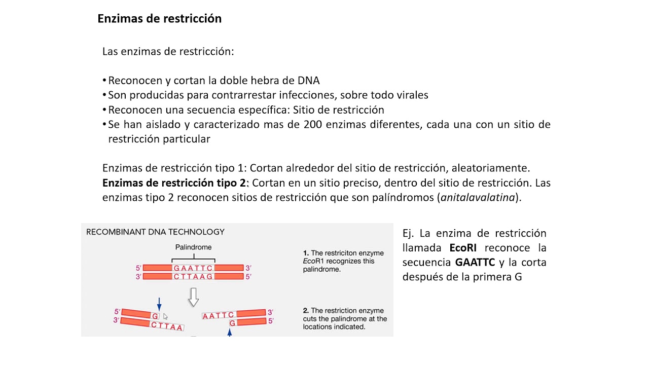 3 Enzimas de Restricción