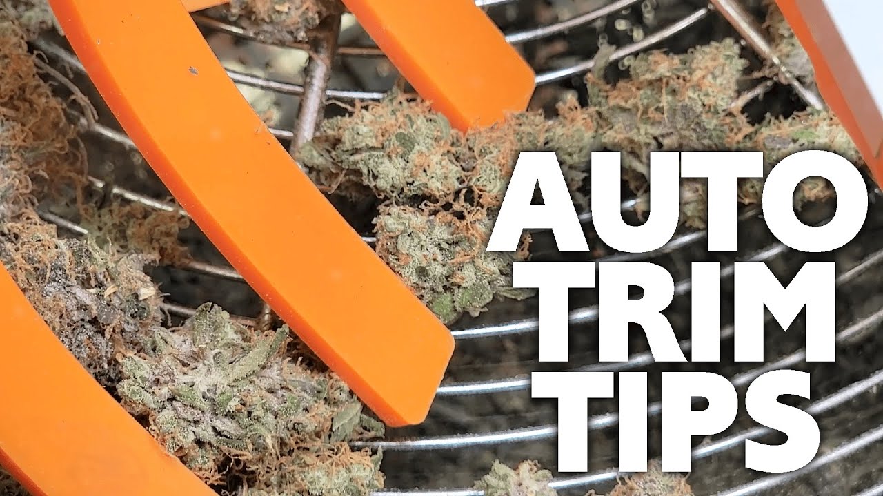 How to Auto Trim Buds - Tips for Using an Automatic Bowl Trimmer