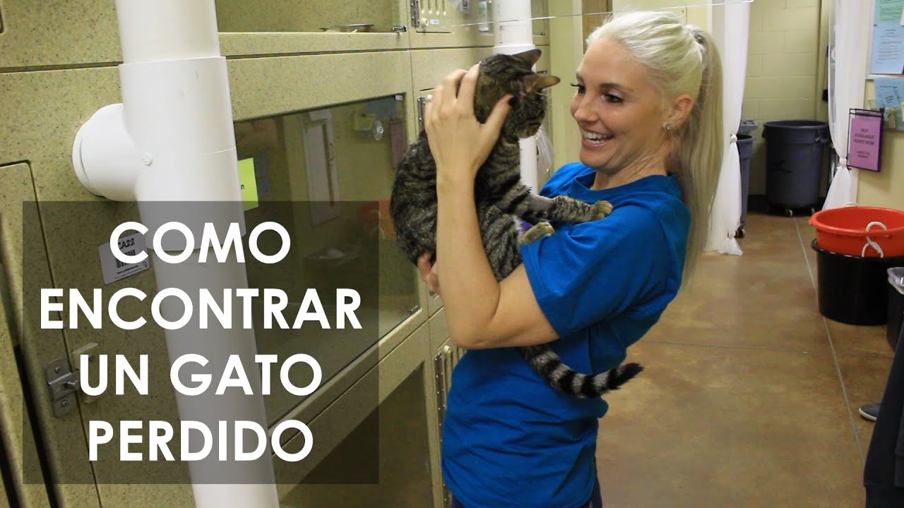 Como encontrar un gato perdido