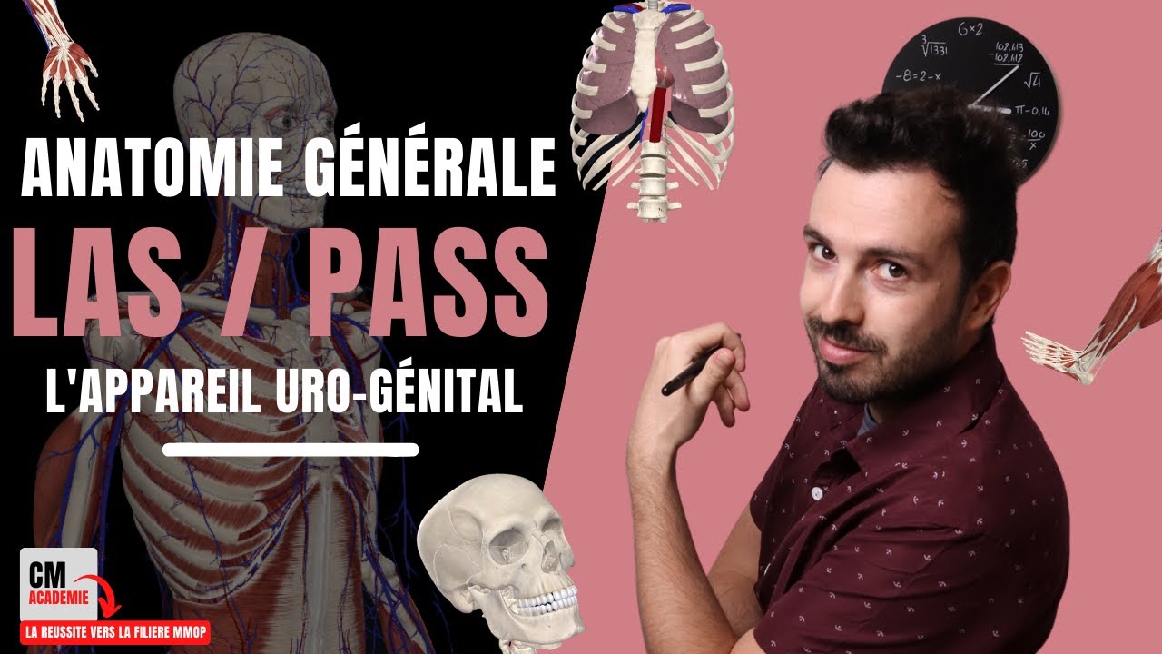 ANATOMIE GENERALE 🦴 : L'appareil uro-génital (rein, pyramides de malpighi, uretère, vessie...)