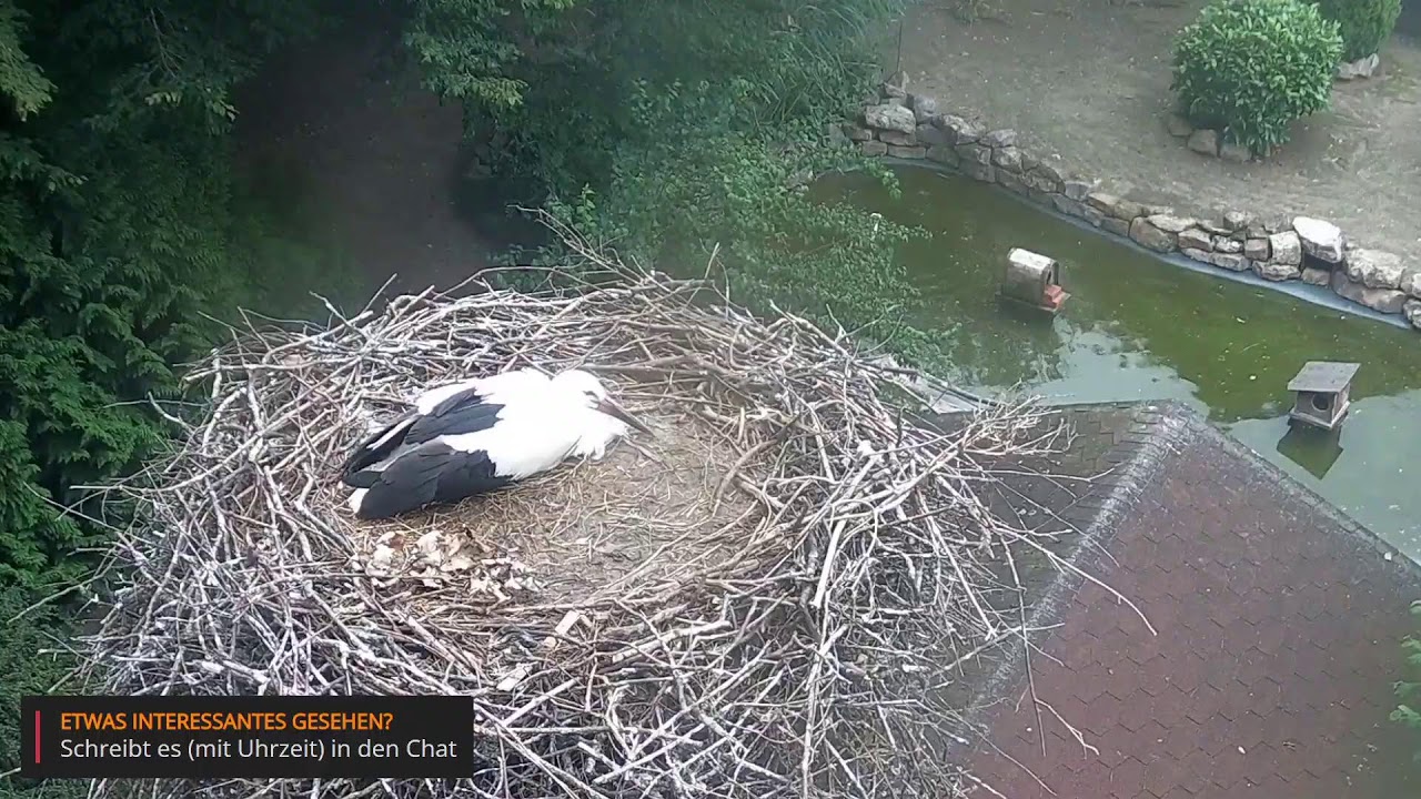 LIVE aus dem Storchennest in Heddesheim (02.07.2024 I)