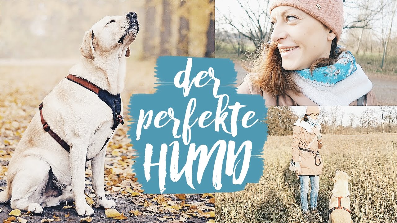 Der PERFEKTE Hund | HUNDE VLOG | IKARUSDOODLE