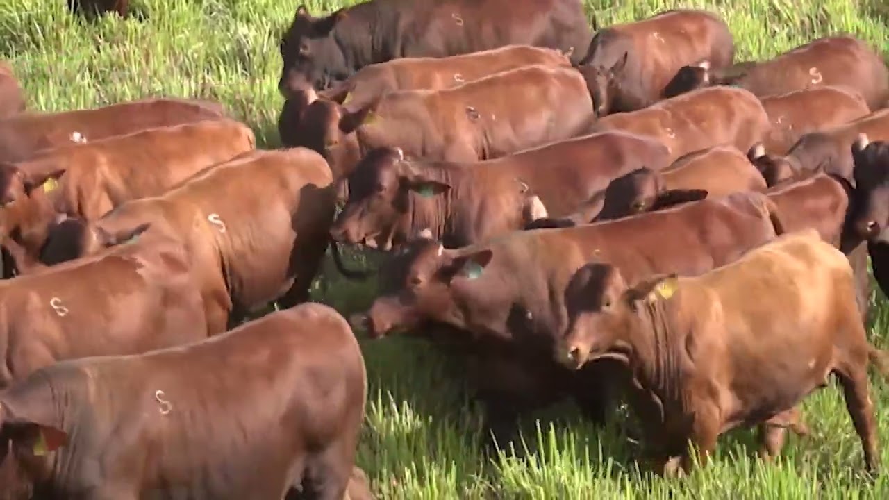 NELORE, SANTA GERTRUDES E ANGUS: TRICROSS É A MELHOR OPÇÃO PARA HETEROSE? ESPECIALISTA RESPONDE