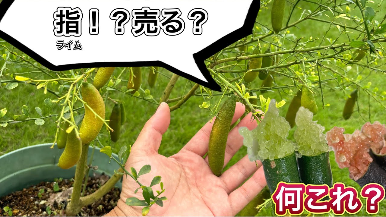 【つぶつぶに感動！？】フィンガーライムを収穫して直売所で売ってみた！耐寒性があり育てやすい家庭菜園向きの熱帯果樹。森のキャビアは売れるのか？
