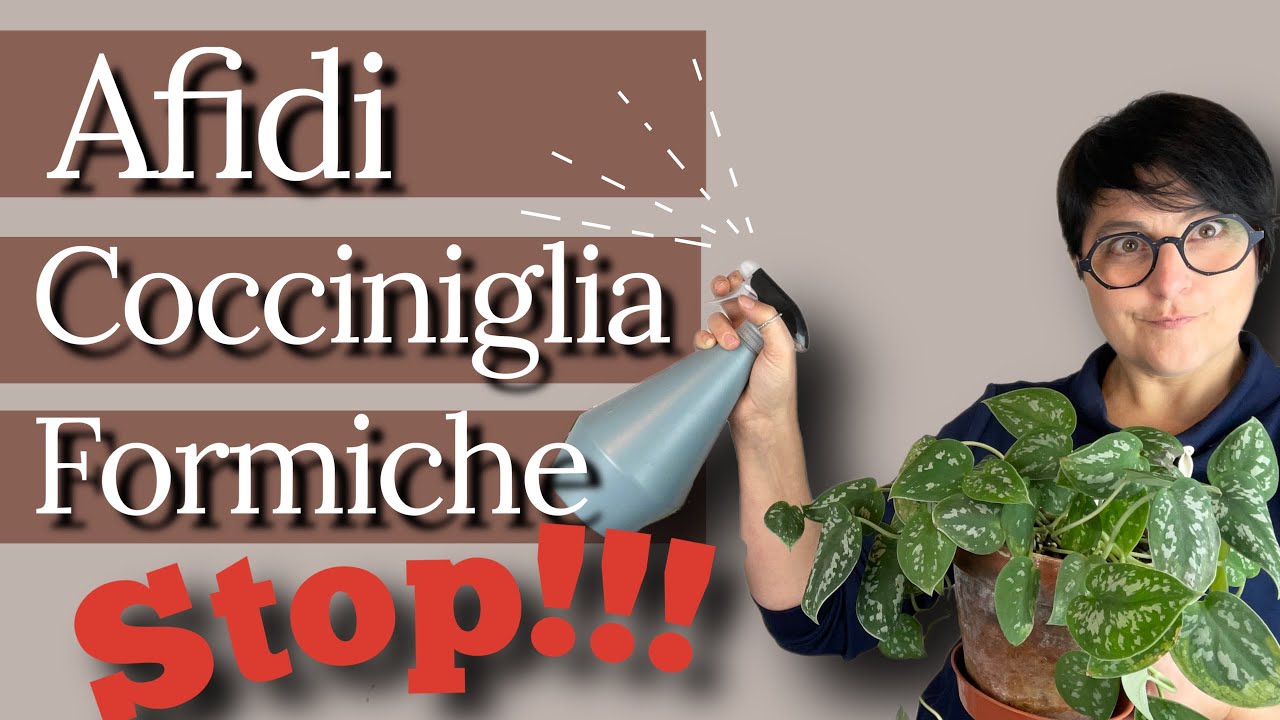 Afidi, cocciniglia e formiche: soluzioni pratiche e bio |parassiti delle piante |cura piante