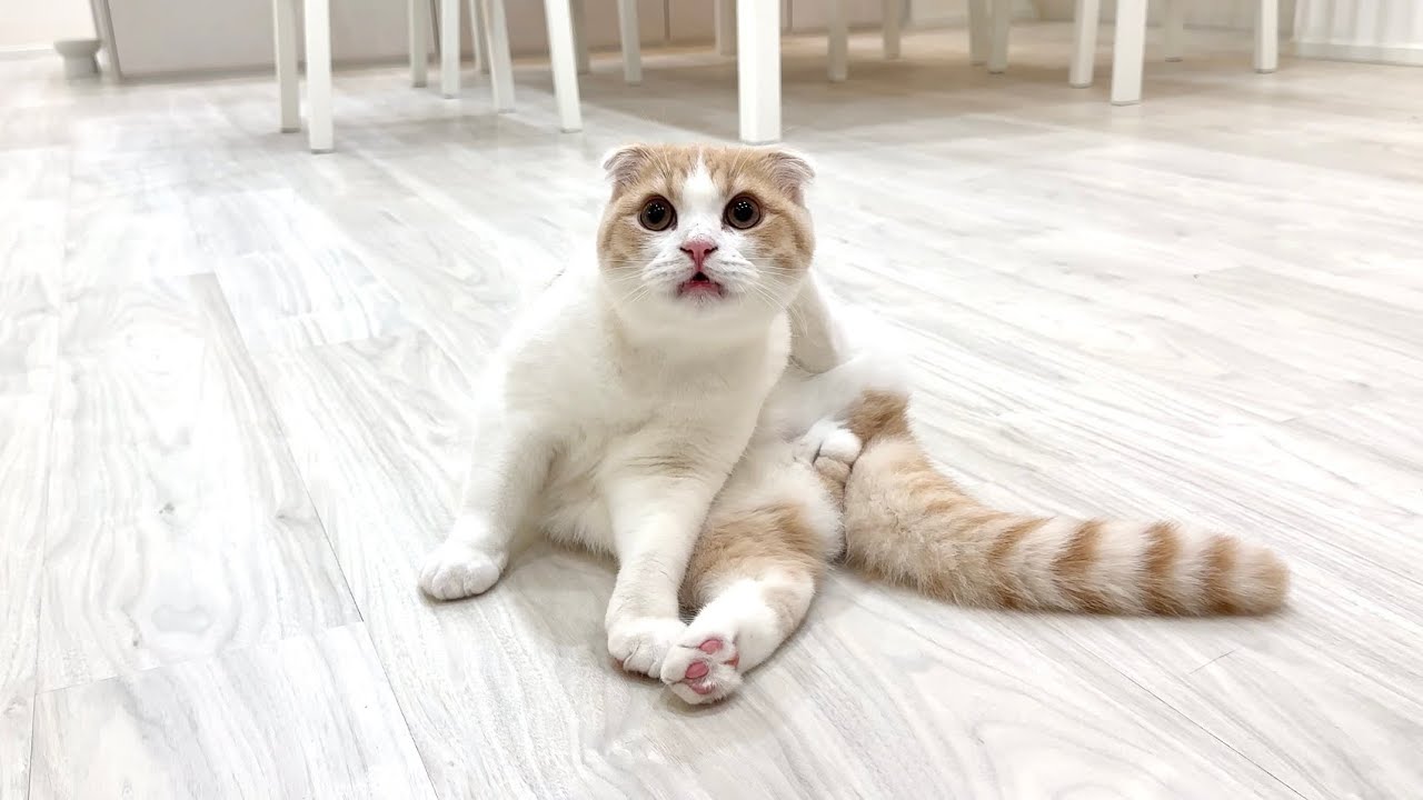 生まれて初めてお尻の穴を嗅いだら臭すぎた子猫がこうなっちゃいましたwww