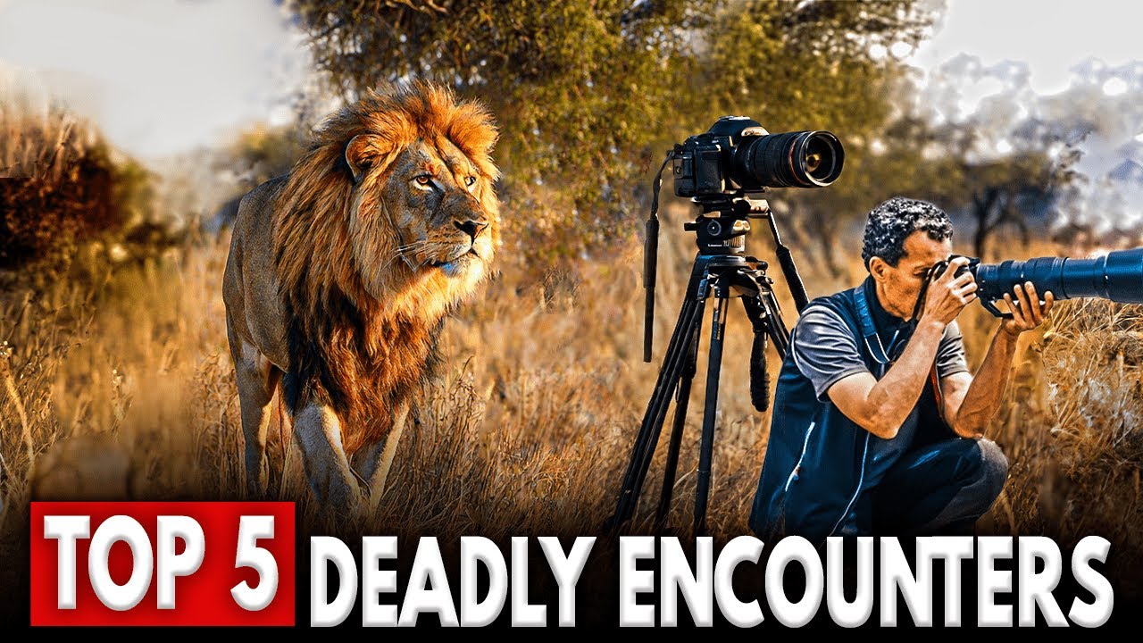 Top 5 Most Dangerous Photographer Encounters With Wildlife