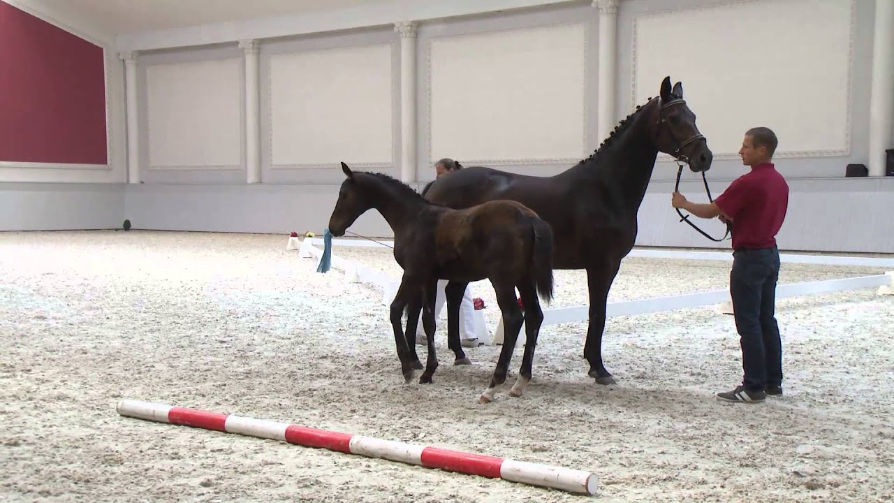 Hengstfohlen Casanova *10.03.2015 Cadeau Noir x Goldk&auml;fer x Dream of Glory