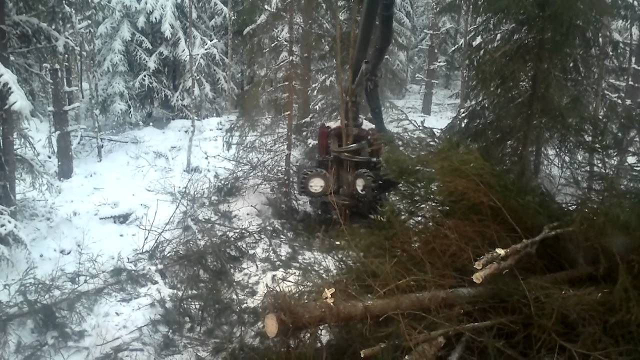 First thinning of forest at winter with harvester