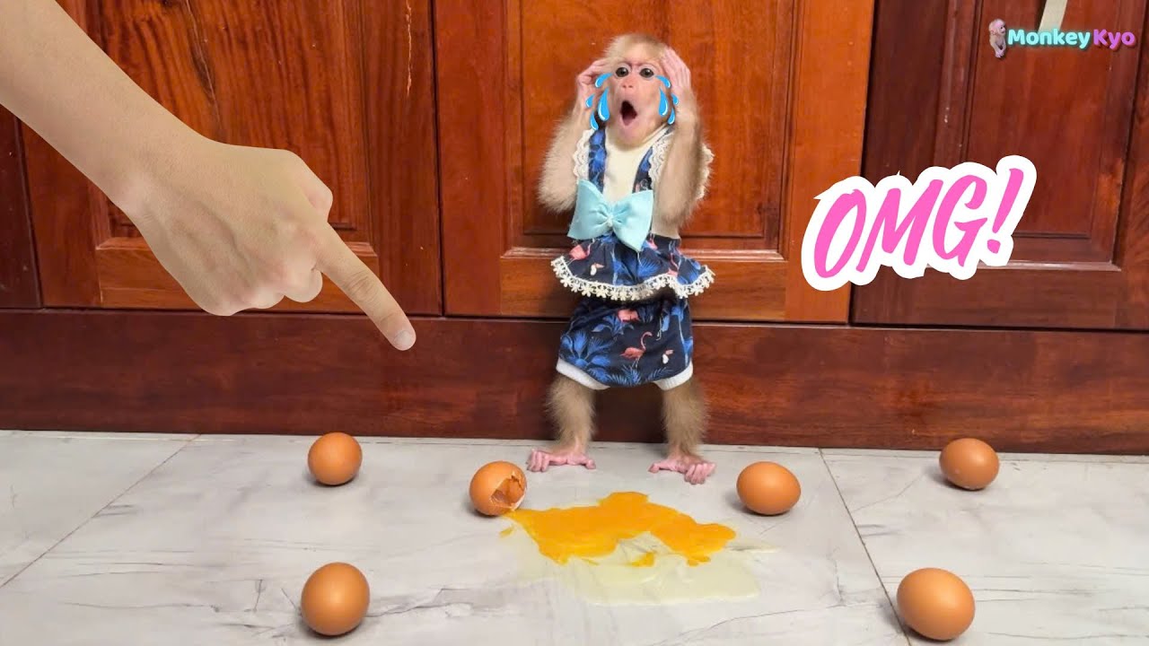 Kyo breaks an egg but reacts wisely when dad comes home!