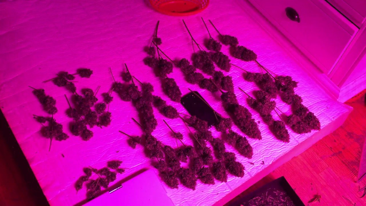 Blueberry autoflower harvest day 117