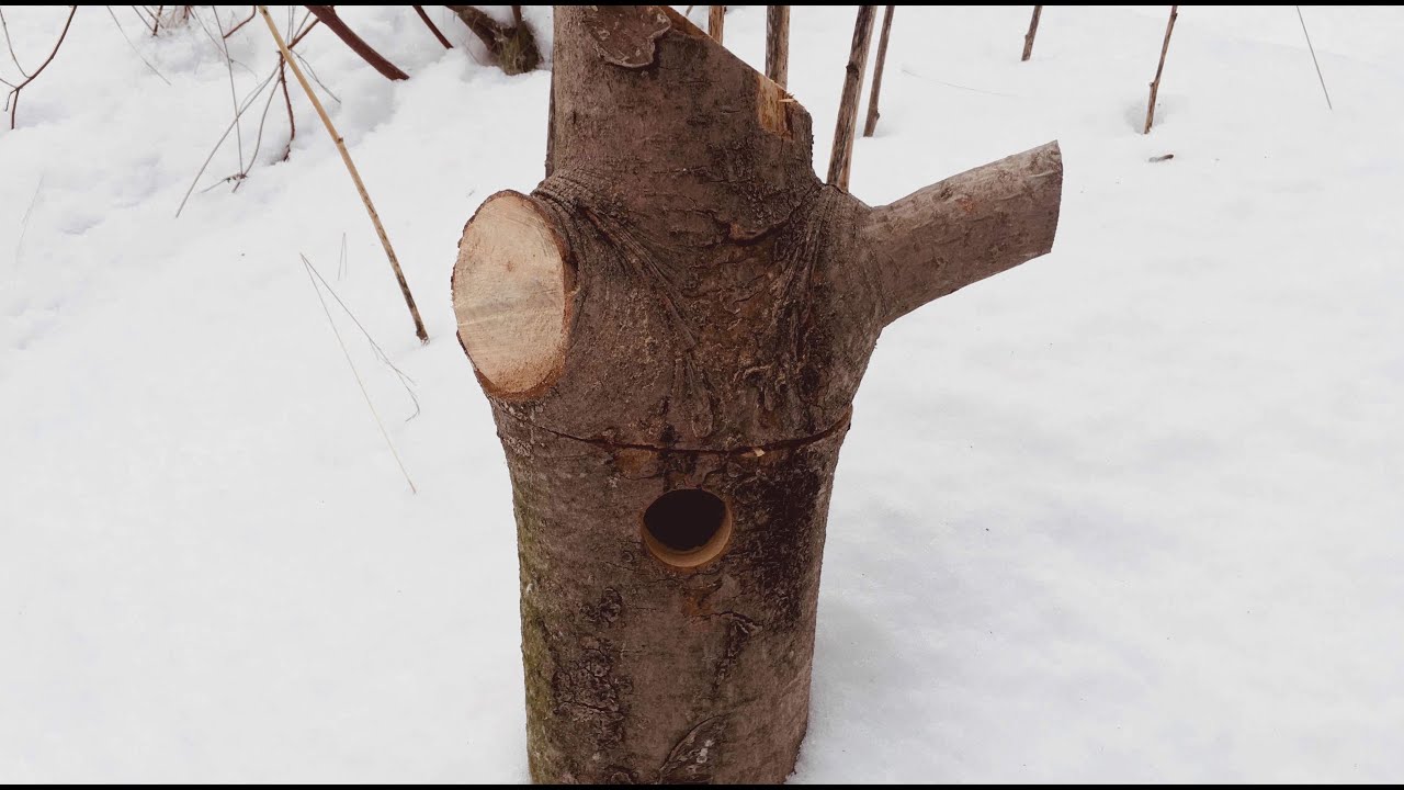 Selbst bauen: Nistkasten in einem Baumstamm