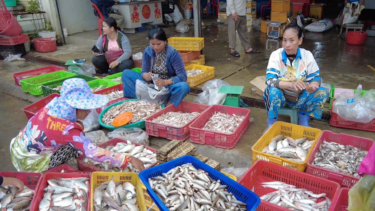 Daily Fresh River Fish & Lobsters | Cambodia Local Wholesale Market